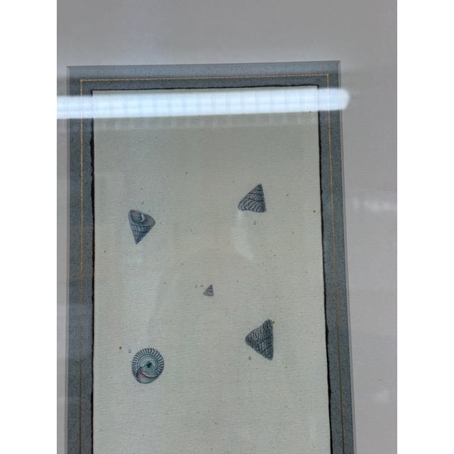 Early 21st Century Coastal Composition Sketch of Seashells, Framed For Sale - Image 5 of 11