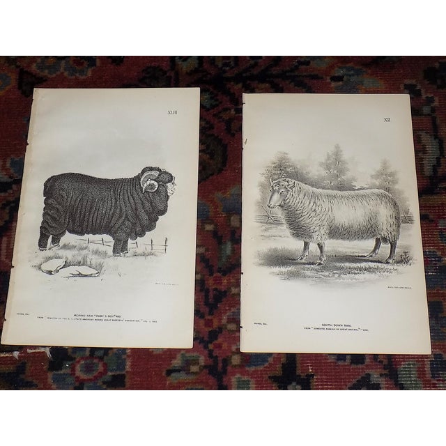 This set of twelve (1) authentic antique 19th century stone lithographs depict American sheep ranching in the late 1800s....