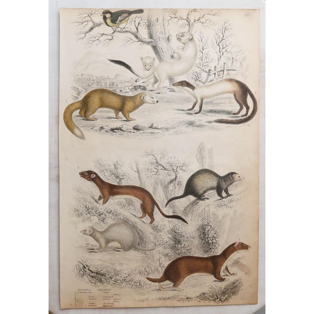 After Cpt. Brown, Big Cat Illustrations, 1835, Prints, Set of 12 For Sale - Image 10 of 14