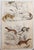 After Cpt. Brown, Big Cat Illustrations, 1835, Prints, Set of 12 For Sale - Image 10 of 14
