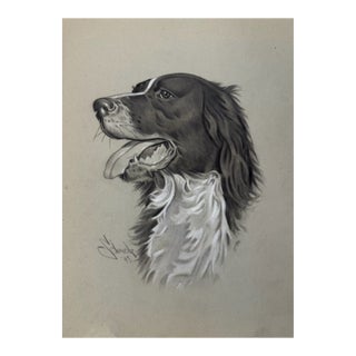 1940s Original Signed Graphite Illustration of English Springer Spaniel, 11 × 8.5 In. For Sale