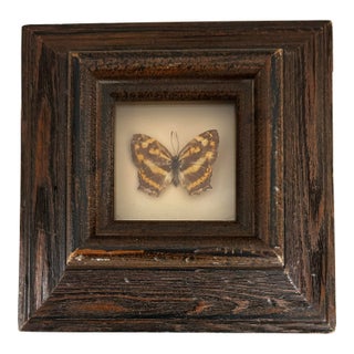 Antique Petite Common Jester Butterfly in Wood Frame For Sale
