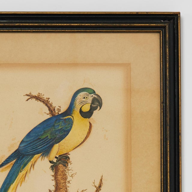 Framed Antique Watercolor of a Parrot For Sale In West Palm - Image 6 of 8