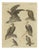 Bertuch, Eagles Including the Bald Eagle, 1805, Print For Sale