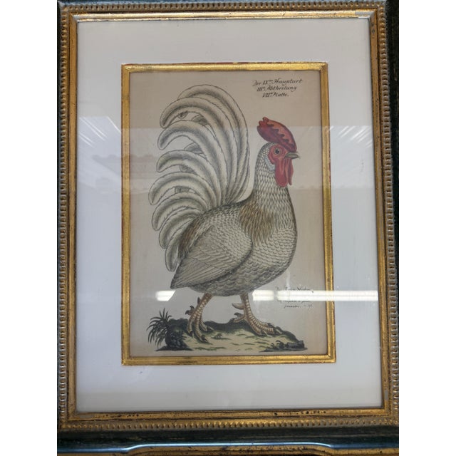 Wood Antique Colored Rooster Prints in Trowbridge Frames - Set of 4 For Sale - Image 7 of 12