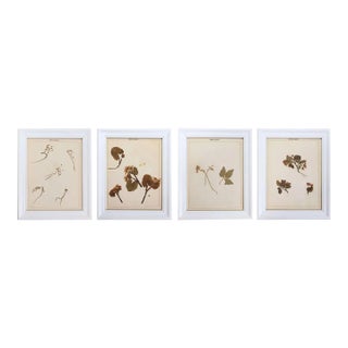 1902 Antique Pressed Specimen Herbarium - Set of 4 For Sale