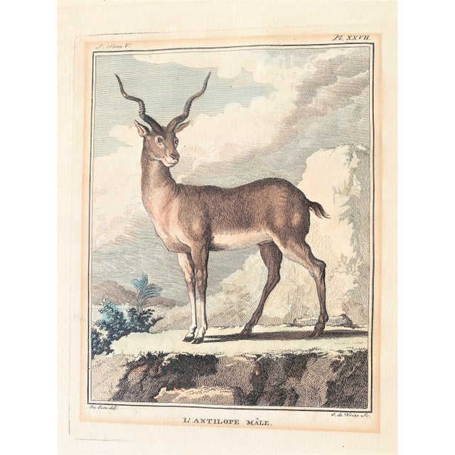 Jacques De Sève (1742-1788) Hand-Colored Deer & Antelope Copperplate Engravings, From Buffon's Histoire Naturelle - a Pair For Sale - Image 4 of 13