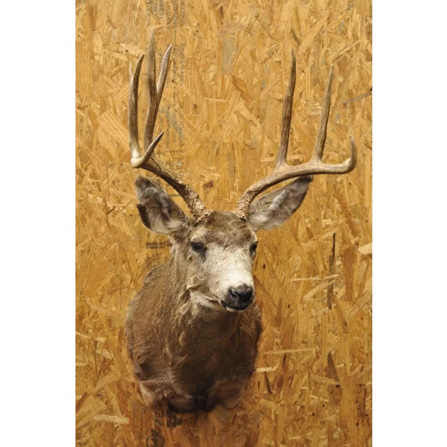 Vintage Mule Deer Buck Shoulder Mount Antler Rack Rustic Cabin Wall Decor For Sale - Image 12 of 12