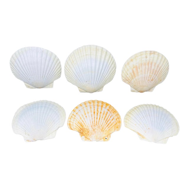 Vintage Real Scallop Shell Serving Plates/Bowls a Set of 6 For Sale
