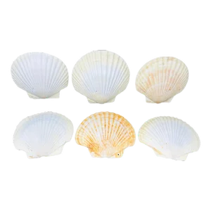 Vintage Real Scallop Shell Serving Plates/Bowls a Set of 6