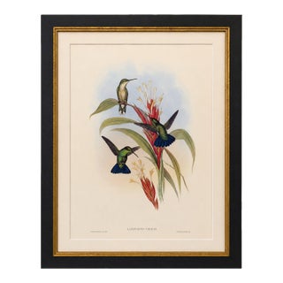1990s Framed Print, Blue-Tailed Mango Hummingbird or Lampornis Viridis (Plate 78) Hill House Edition Reproduction Print After John Gould For Sale