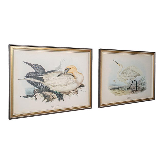 Pair of Antique Bird Prints, English, Framed, Art, Picture, Nature, Edwardian For Sale