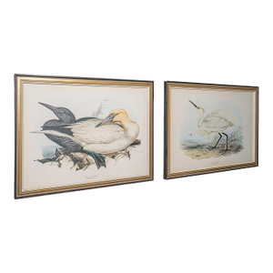 Pair of Antique Bird Prints, English, Framed, Art, Picture, Nature, Edwardian