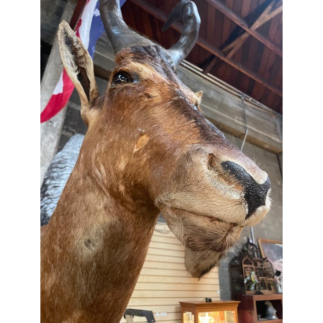 Large Vintage African Red Hartebeest Taxidermy Shoulder Mount For Sale - Image 9 of 10