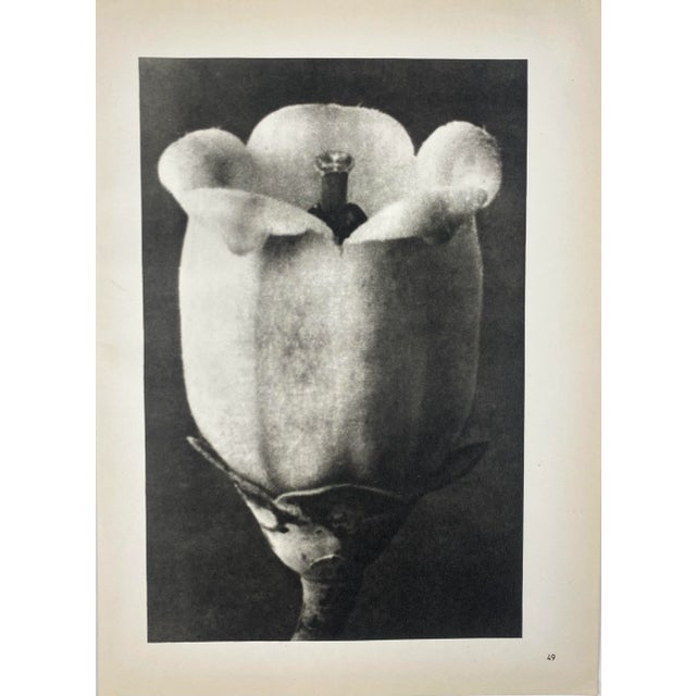 1940s Vintage Botanical Blossfeldt Print - No. 49 For Sale - Image 5 of 5