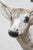 Majestic Life-Size Cast Concrete Stag Deer Sculpture, Rustic Garden Accent For Sale - Image 4 of 8