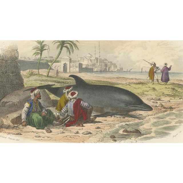 Mid 19th Century After Édouard Traviès, The Common Dolphin, 1840, Hand-Colored Engraving For Sale - Image 5 of 9