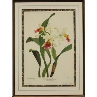 "C. Triumphans" by Andrey Avinoff For Sale
