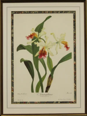 "C. Triumphans" by Andrey Avinoff