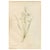 Phalangium Liliastrum Hand Painted Colored Engraving Signed p.j. Redoute For Sale - Image 13 of 13