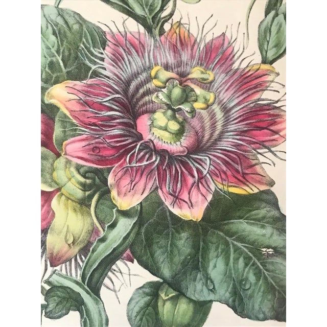 Antique French Botanical Lithograph Print Passion Fruit Flower Paris C.1860 For Sale - Image 4 of 7