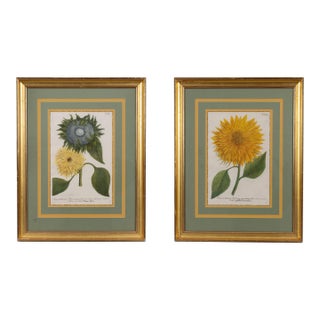 Mid 18th Century Original Botanical Still Life Engravings by Johann Wilhelm Weinmann, Framed - a Pair For Sale