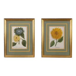Mid 18th Century Original Botanical Still Life Engravings by Johann Wilhelm Weinmann, Framed - a Pair