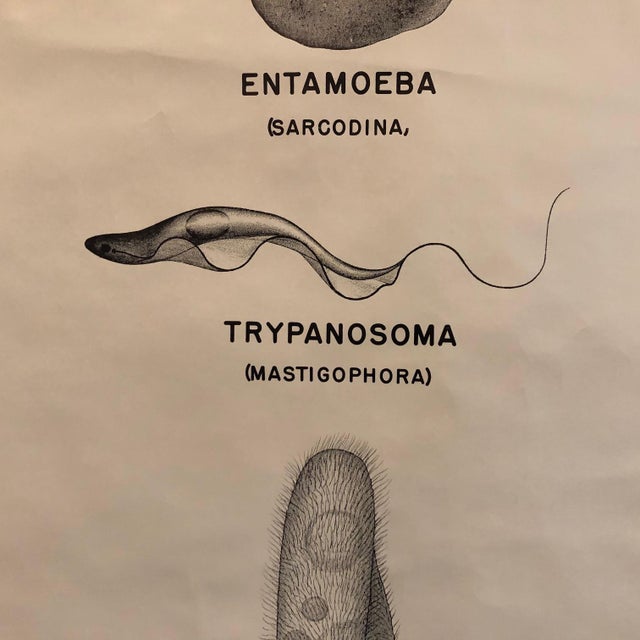 Mid 20th Century Mid 20th Century Anatomical Protozoa Organisms Rollup Chart by New York Scientific Supply Co. For Sale - Image 5 of 12