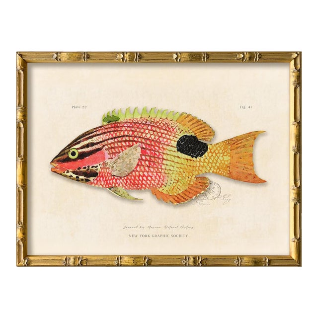 Contemporary Reproduction of Vintage Fish (2) Art Print, Framed For Sale