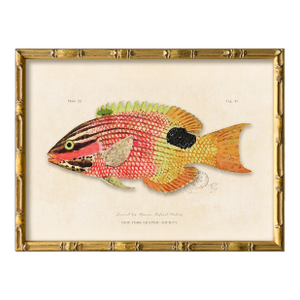 Contemporary Reproduction of Vintage Fish (2) Art Print, Framed