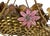 1920s Loetz Style Iridescent Glass Bowl in Bronze Basket For Sale - Image 4 of 9