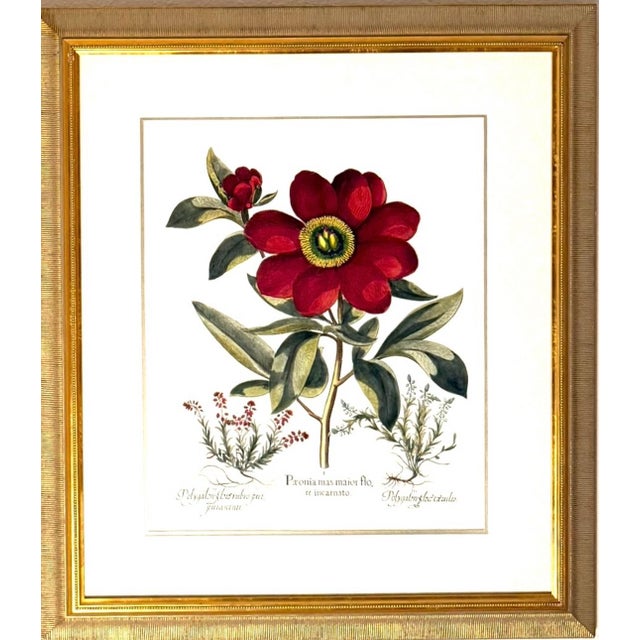 Large Botanical Original Lithographs Vibrant Color in Gold Gilt Frames Set of 2 Red Floral For Sale - Image 12 of 13