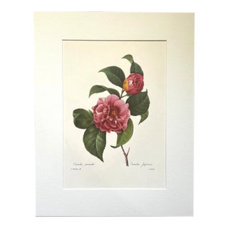Vintage Pierre-Josephe Redouté Print in 14x18 Mat - Japanese Camellia For Sale