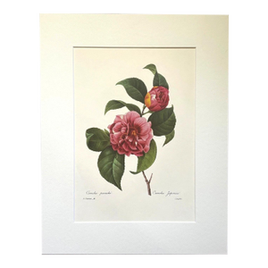 Vintage Pierre-Josephe Redouté Print in 14x18 Mat - Japanese Camellia