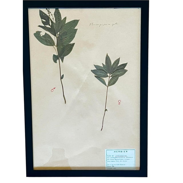 Black 1965 French Herbarium Botanical Specimens – Set of 6 Custom Framed Pressed Botanicals For Sale - Image 8 of 15