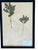 Black 1965 French Herbarium Botanical Specimens – Set of 6 Custom Framed Pressed Botanicals For Sale - Image 8 of 15