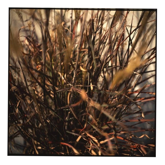 Paul Cooklin, Dronning Ingrid, C Type Photograph, Limited Edition of 10 For Sale