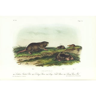 1854 Audubon Quadruped Octavo Lithograph "Plate 150 Southern Pouched Rat Dekays Shrew" For Sale