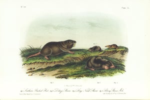 1854 Audubon Quadruped Octavo Lithograph "Plate 150 Southern Pouched Rat Dekays Shrew"