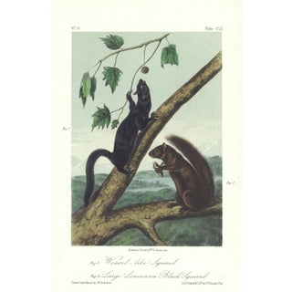 1854 Audubon Quadruped Octavo Lithograph "Plate 152 Weasel-Like Squirrel, Large Louisiana Black Squirrel" For Sale
