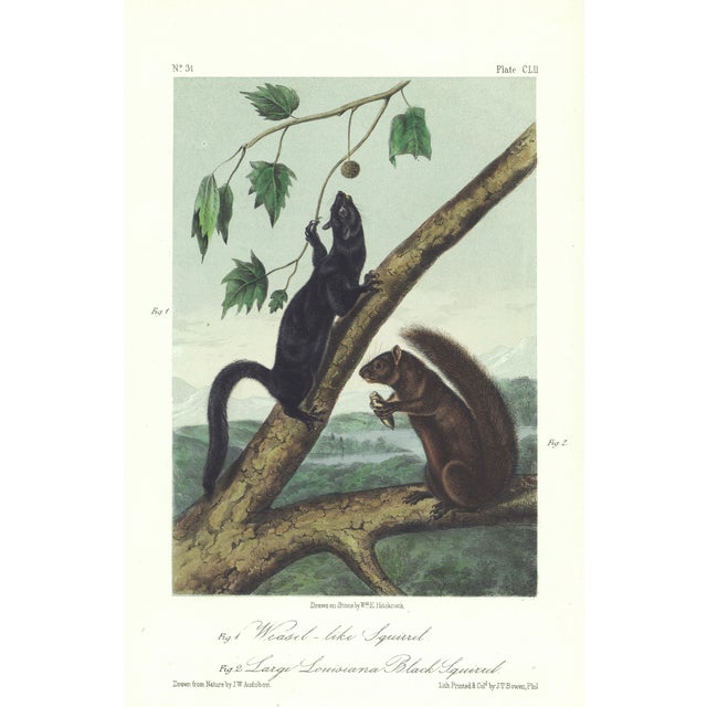 1854 Audubon Quadruped Octavo Lithograph "Plate 152 Weasel-Like Squirrel, Large Louisiana Black Squirrel" For Sale