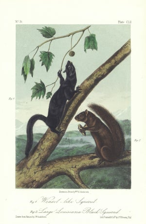 1854 Audubon Quadruped Octavo Lithograph "Plate 152 Weasel-Like Squirrel, Large Louisiana Black Squirrel"