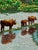 Vintage Vietnamese Silk Hand Embroidery, River Landscape With Water Buffalo & Farmer, Framed For Sale In San Francisco - Image 6 of 8