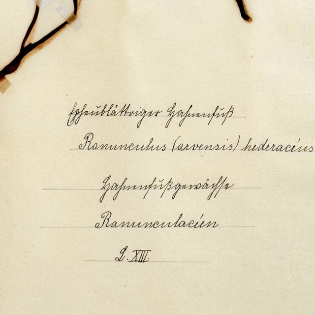 Pair of 19th-Century German Botanical Herbarium Sheets With Ranunculus Specimens (C. 1850) For Sale In Philadelphia - Image 6 of 8