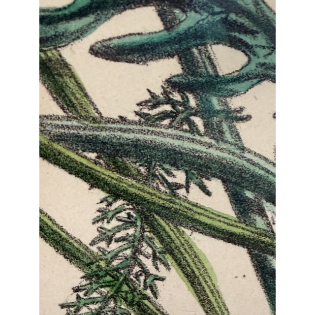 Victorian 19th Century Jane Louden Hand Colored Botanical Print in Gilt Frame For Sale - Image 3 of 8