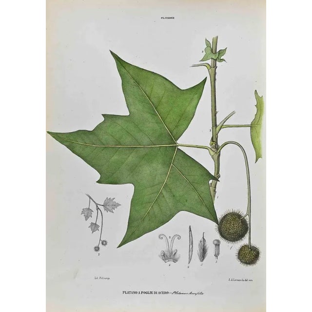 Lithograph hand watercolored. Plate from "Atlante di Botanica popolare ossia Illustrazione di Piante Notevoli di ogni...