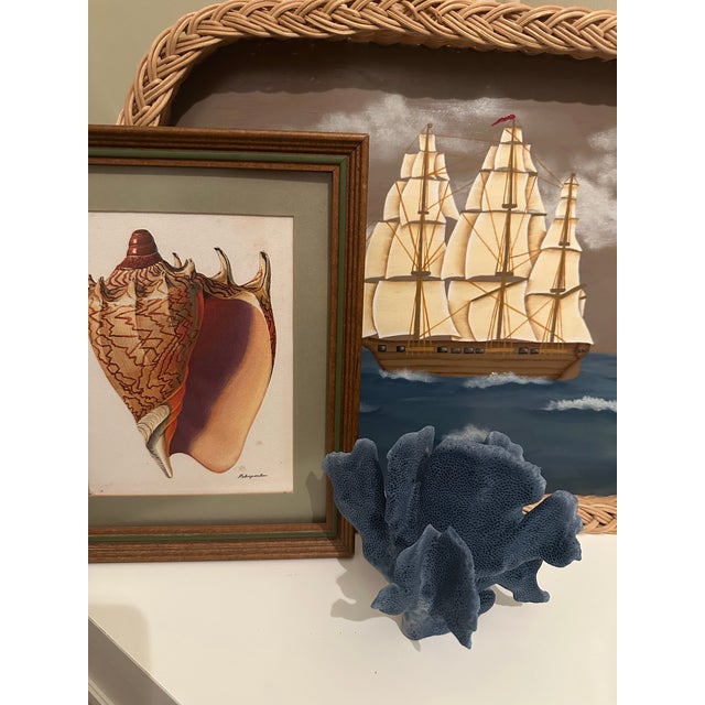 Beautiful vintage seashell print depicting a highly detailed marine shell rendered in warm tones of cream, tan, brown ,...