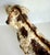 1930s Hubley Attributed Cast Iron English Setter Dog Doorstop For Sale - Image 11 of 12