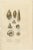 In the two prints, a variety of marine organisms are depicted, predominantly from the echinoderm and mollusk phyla:...