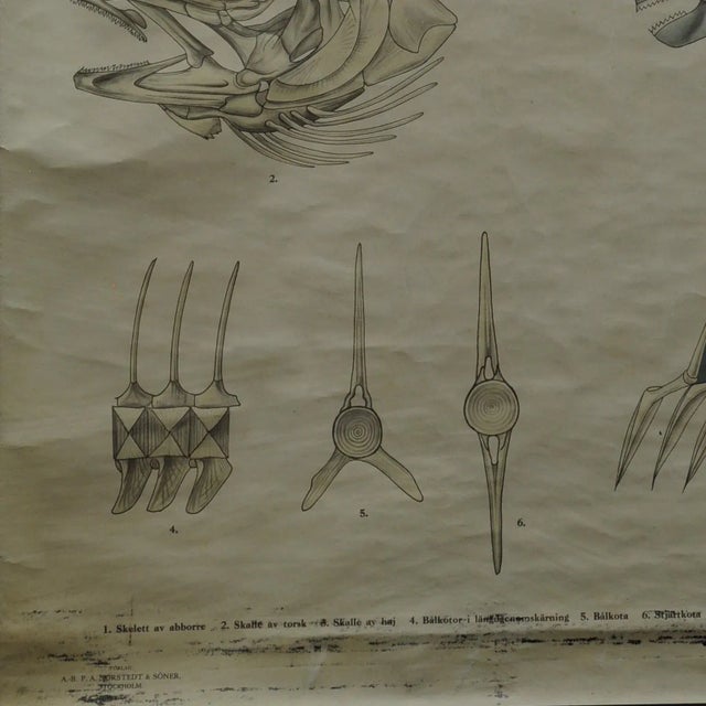 1960s Vintage Swedish Black and White Skeleton of a Fish Rollable Wall Chart For Sale - Image 5 of 7